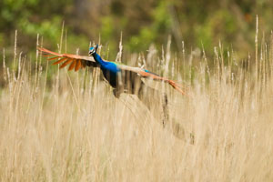 peacock